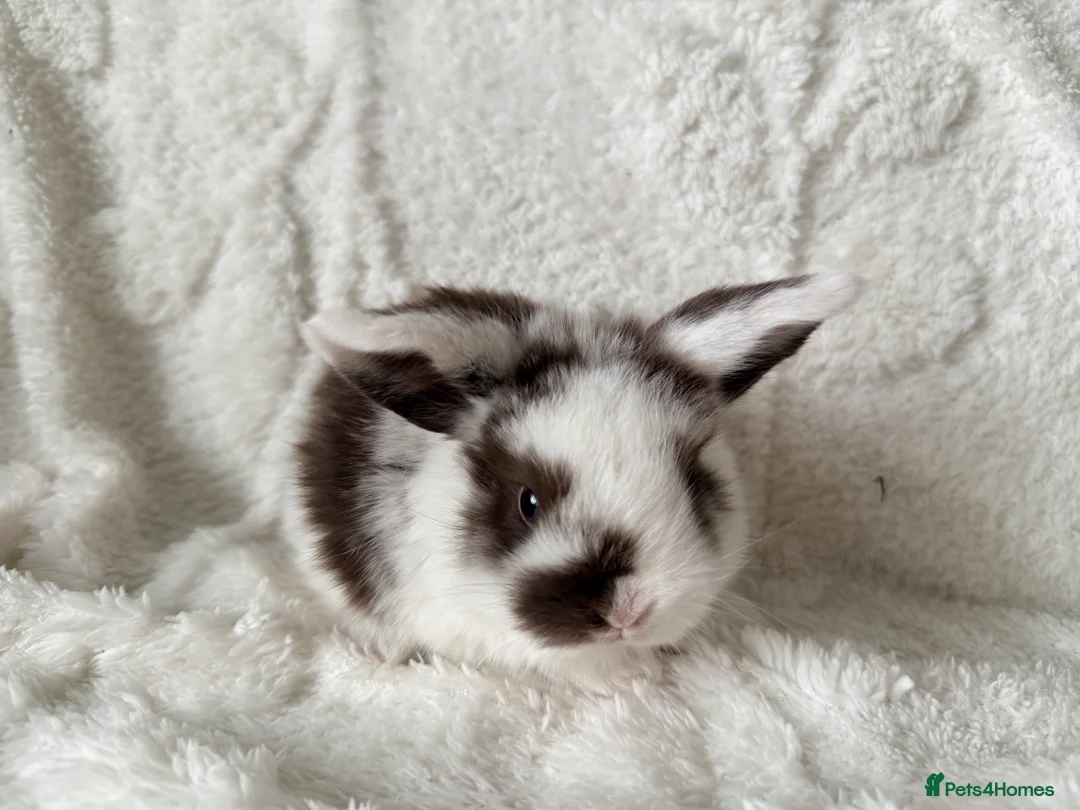 Mini Lop rabbits for sale: Mini lops - Advert 1