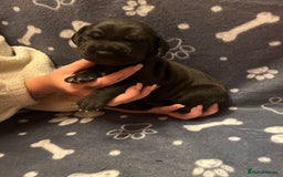 Great Dane dogs for sale: Great Dane puppy’s  - Image 11