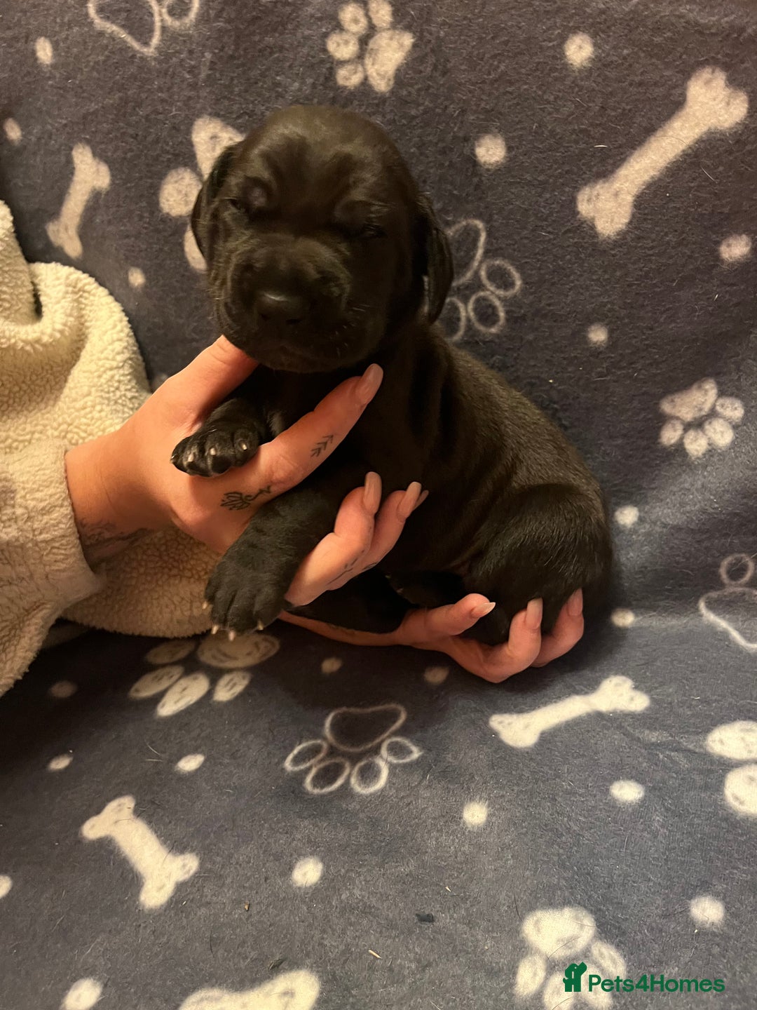 Great Dane dogs for sale: Great Dane puppy’s  - Image 11