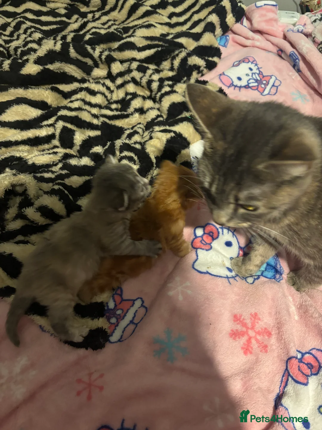 Mixed Breed cats for sale: 2 kittens for sale - Advert 4