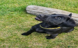 Labrador Retriever dogs for sale: Labrador puppies  - Image 17