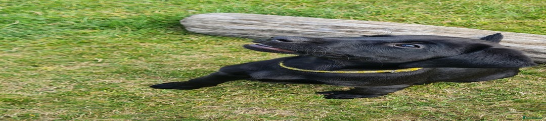 Labrador Retriever Puppy 6