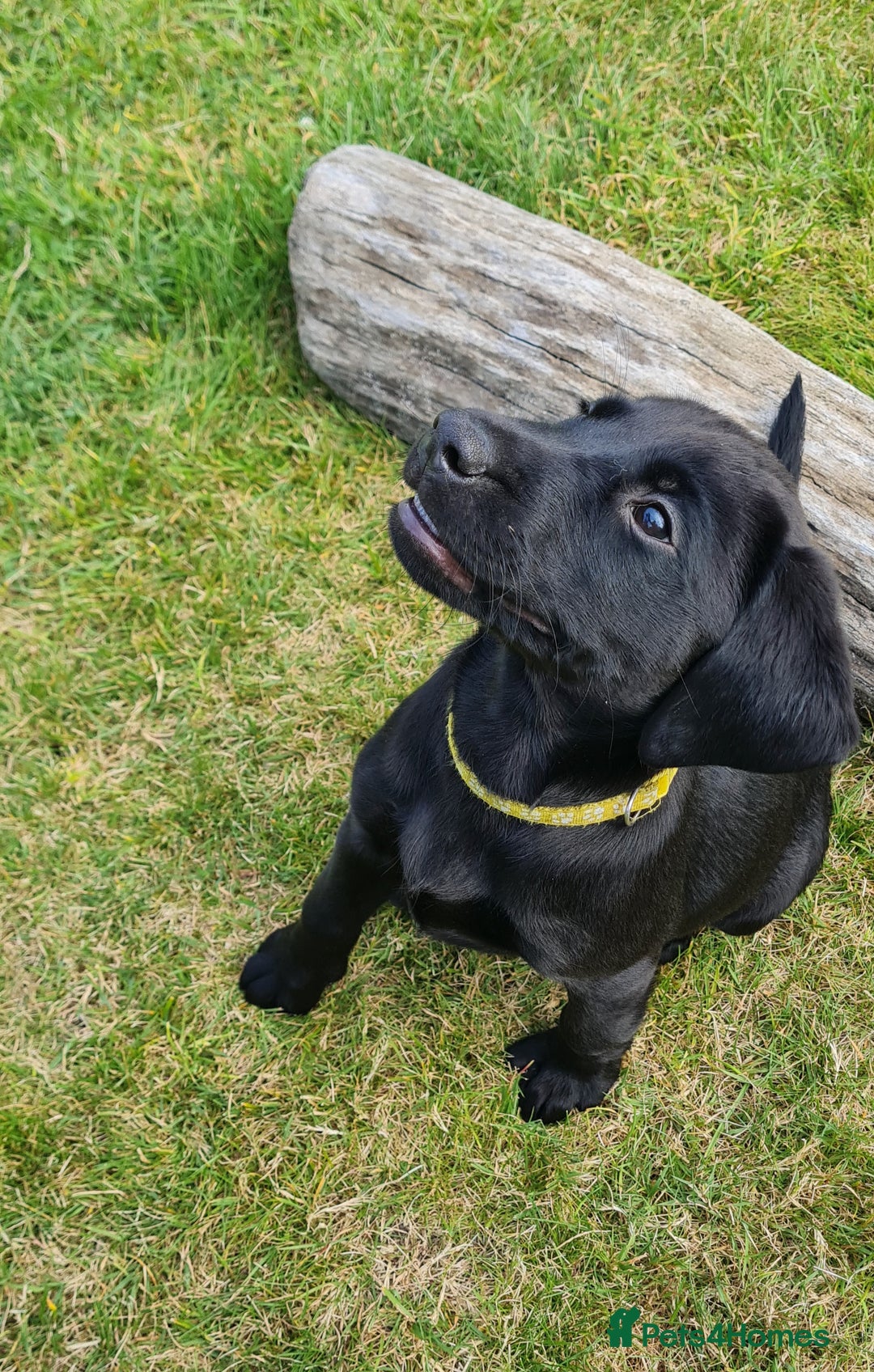 Labrador Retriever dogs for sale: Labrador puppies  - Image 17