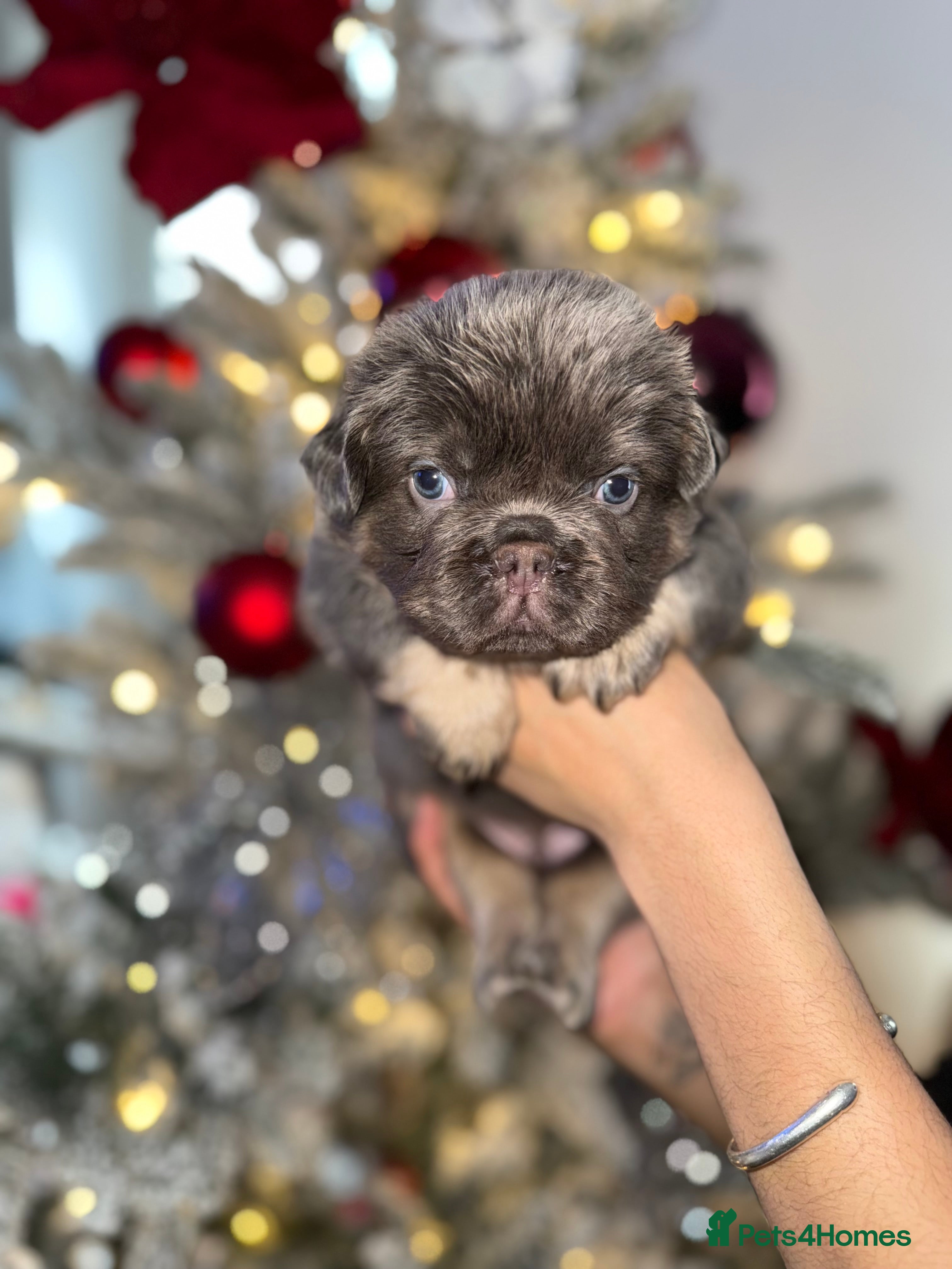 French Bulldog dogs French bulldog  - Advert 3