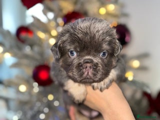 French Bulldog dogs French bulldog - Advert 13