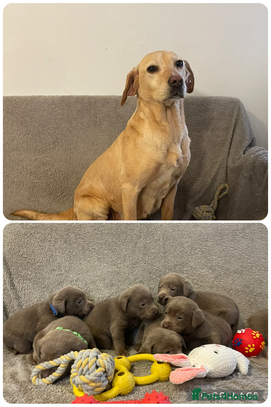 Labrador Retriever dogs for sale: Stunning silver Labradors  - Advert 9