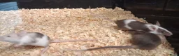Mouse rodents for sale: Baby Fancy and Hairless Mice Females - Advert 6
