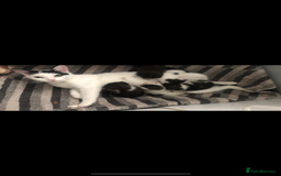Mixed Breed cats for sale: 3 boys looking for their forever home! - Image 4
