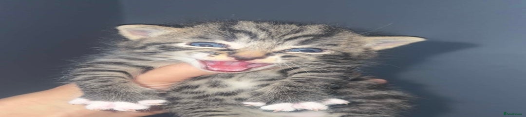 Mixed Breed Kitten 1