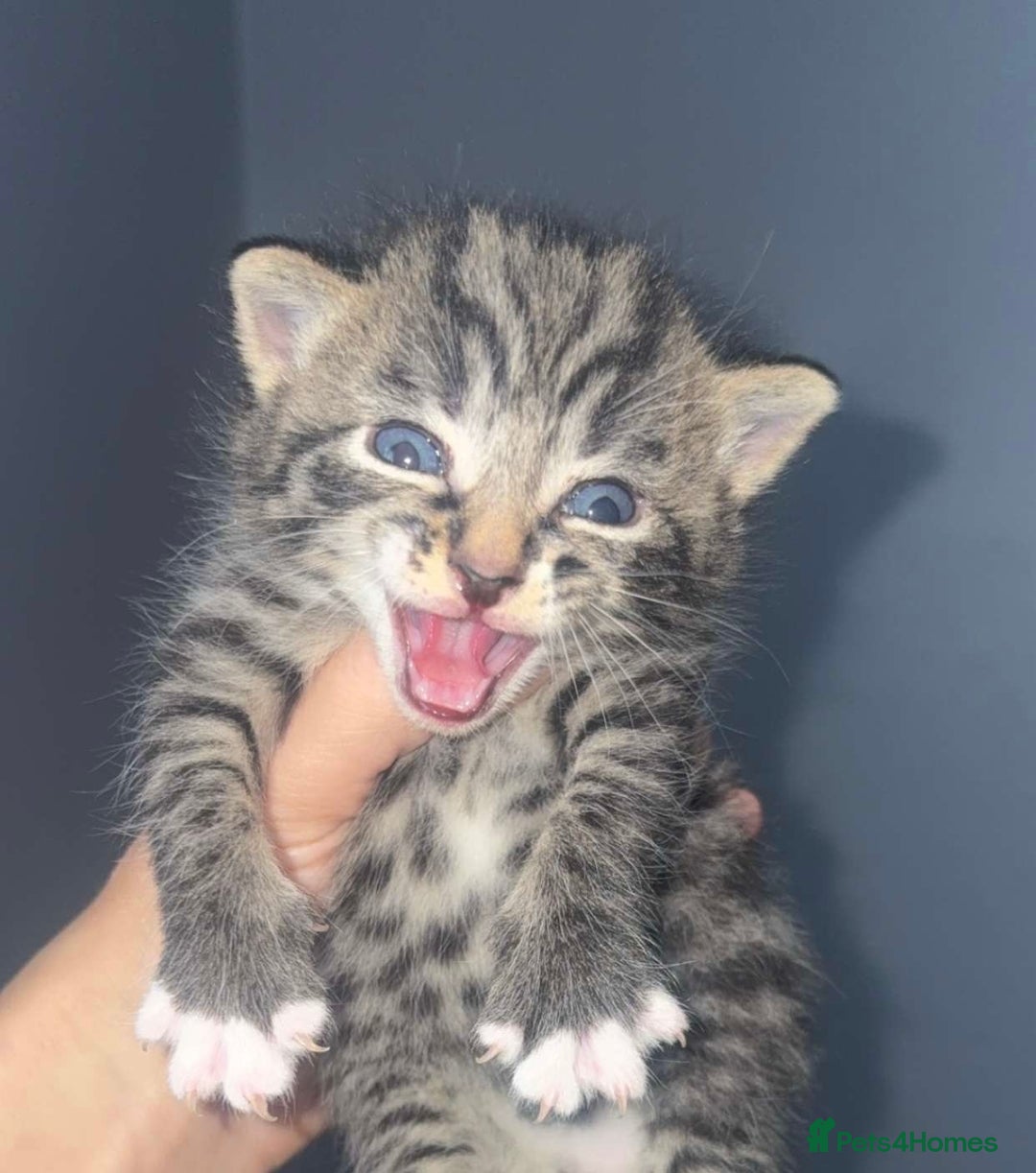 Mixed Breed cats for sale: Kittens for sale  - Image 6