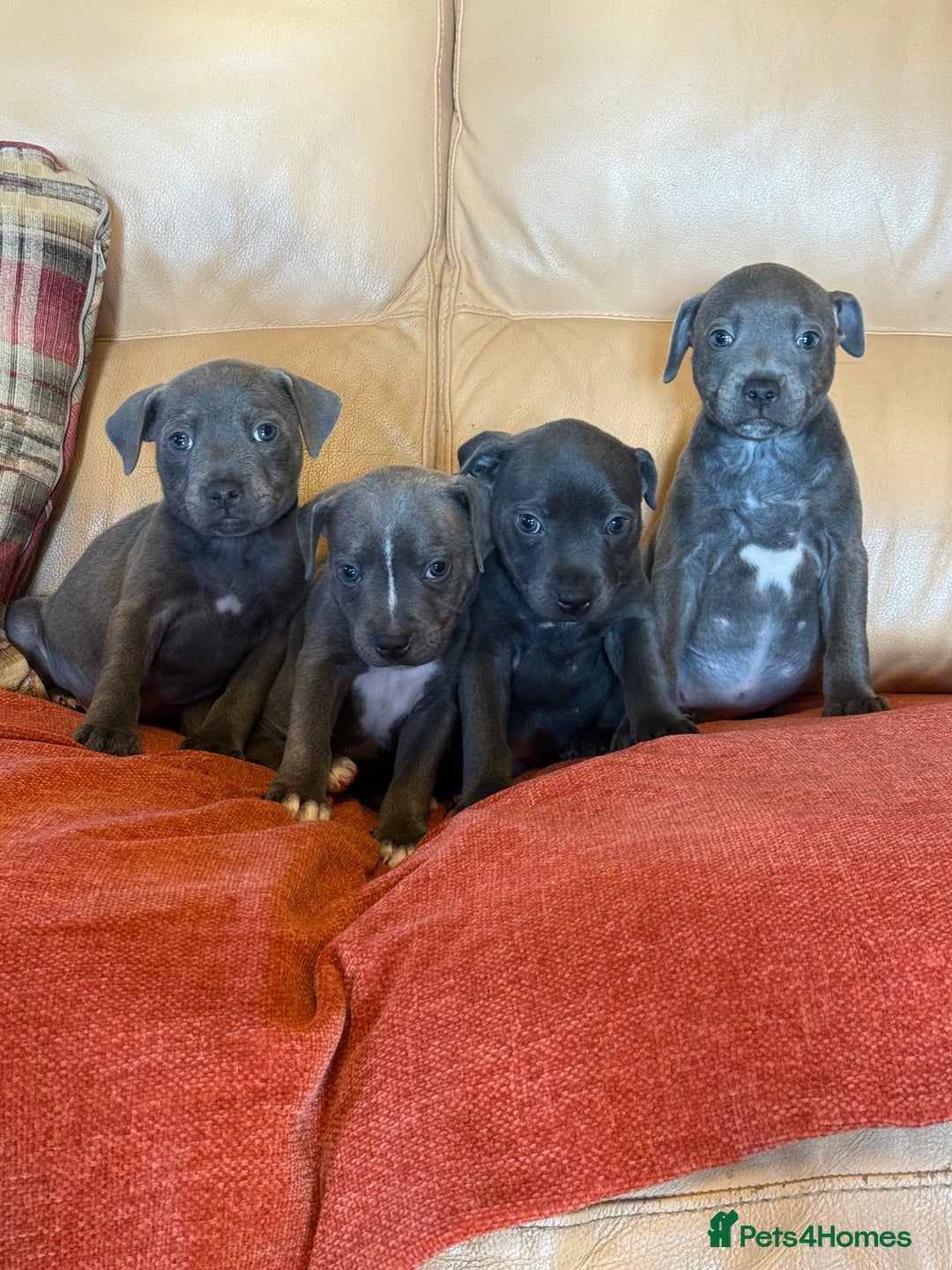 Staffordshire Bull Terrier dogs for sale: Adorable KC Reg/Health Tested SBT Puppies - Image 33
