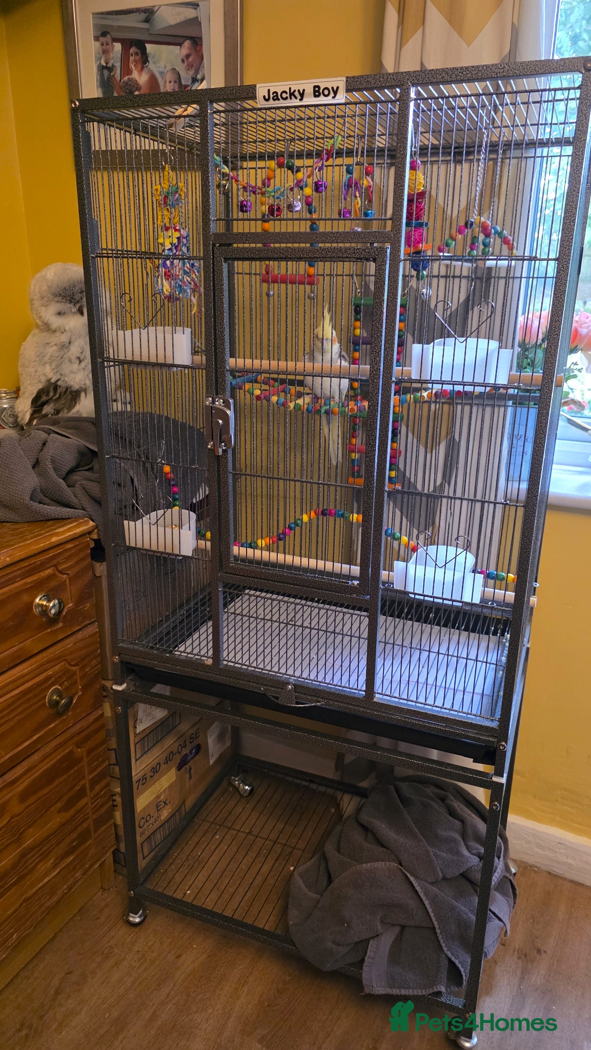 Cockatiels birds for sale: Stunning Pied Cockatiel Born January, Breeder Bred - Advert 10