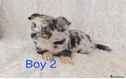 Chihuahua dogs for sale: Stunning Quality Chihuahua Puppies  - Image 17