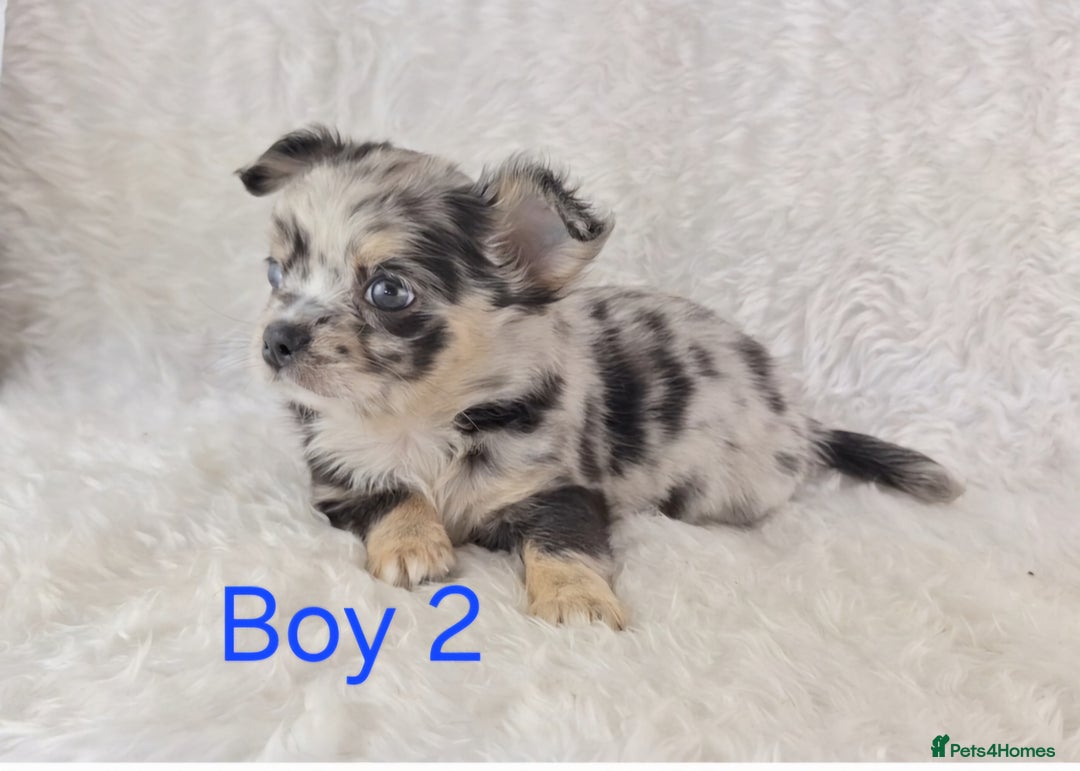 Chihuahua dogs for sale: Stunning Quality Chihuahua Puppies  - Image 17