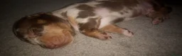 Miniature Dachshund dogs for sale: Miniature dachshund puppies  - Advert 2