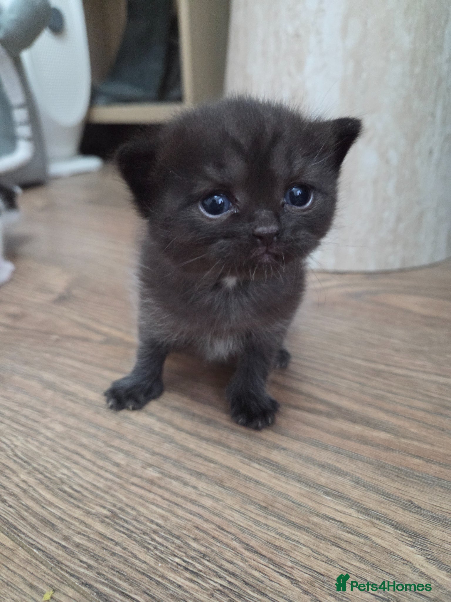 Mixed Breed cats 🐱 Bshxpersian cute kittens 🥰 - Advert 2