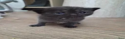Mixed Breed cats for sale: 🐱 Bshxpersian cute kittens 🥰 - Advert 20