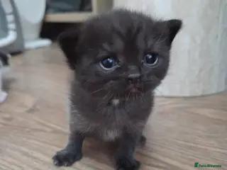 Mixed Breed cats 🐱 Bshxpersian cute kittens 🥰 - Advert 4