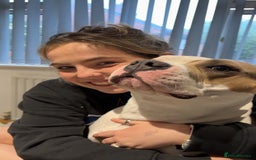 Mixed Breed dogs for sale: Looking to Rehome My Beautiful Girl, Lola - 2 yrs - Image 10