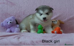 Alaskan Malamute dogs for sale: 🌟Beautiful pure malamutes💯 - Image 3