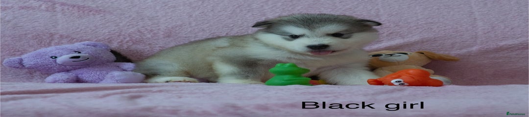 Alaskan Malamute Black girl 