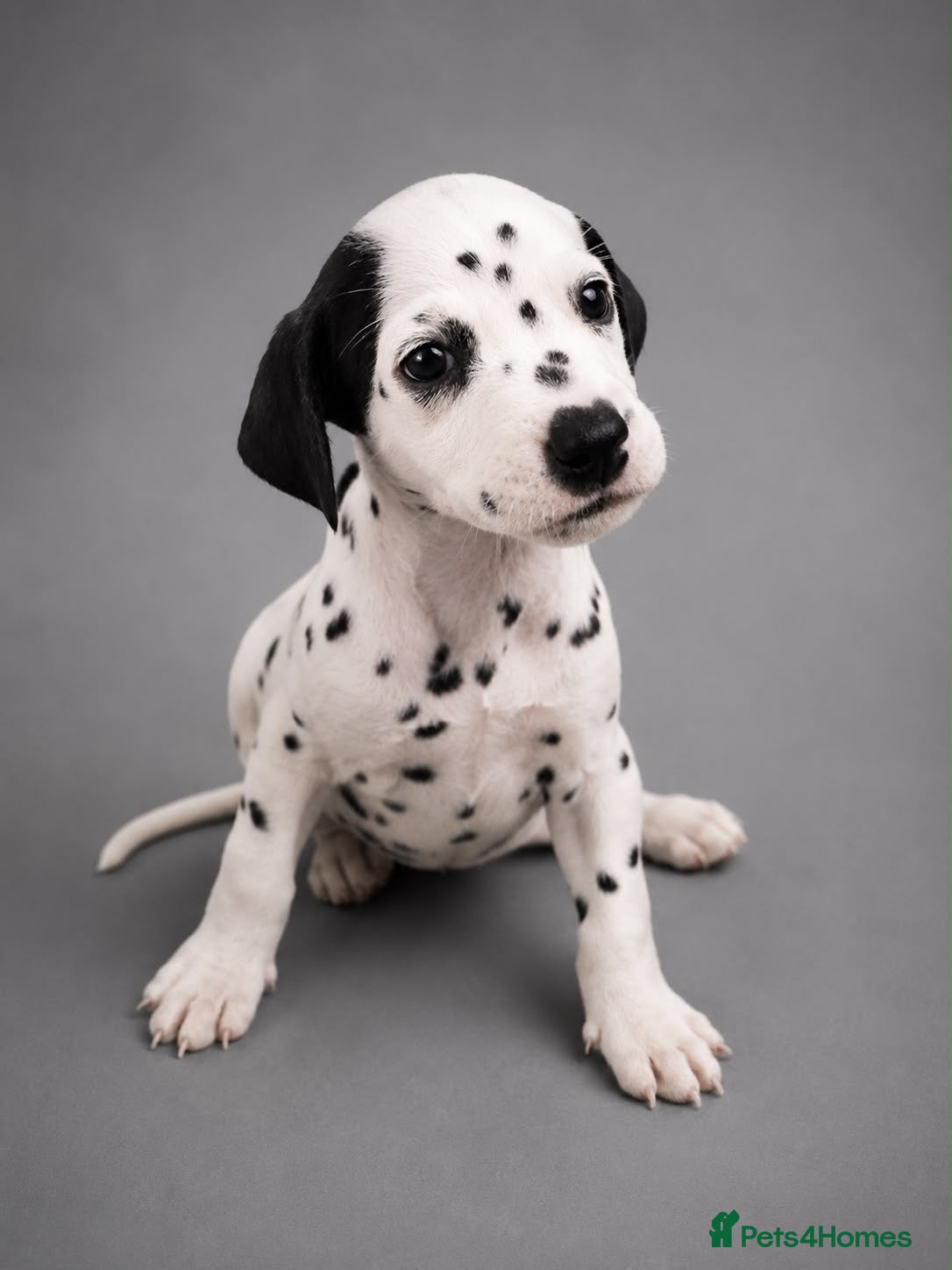 Dalmatian dogs Beautiful Dalmatian puppies - Advert 9