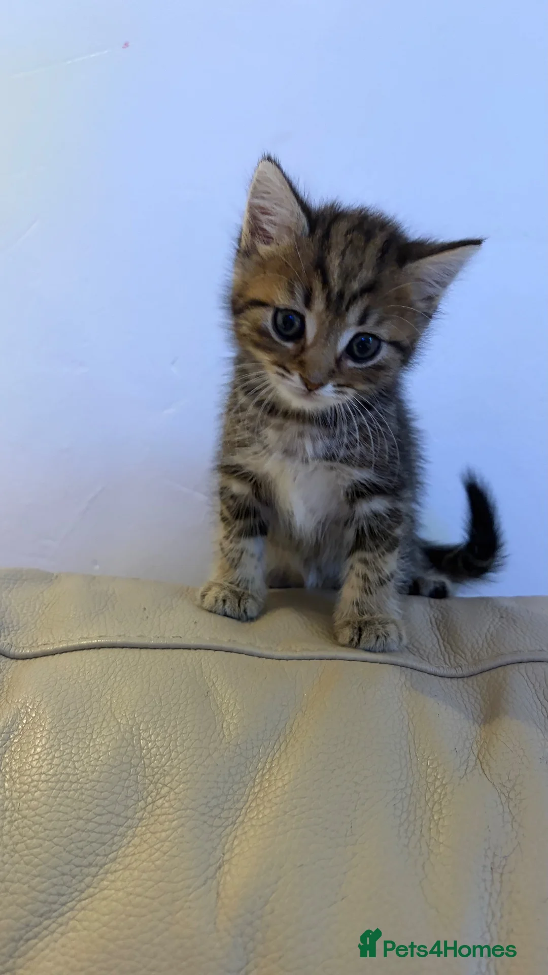 European cats for sale: 6 beautiful kittens for sale! - Advert 7