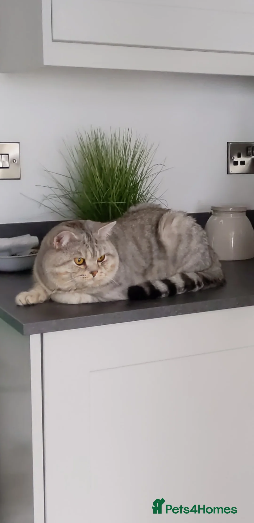 British Shorthair cats for stud: British Shorthair Stud - Derby in Derby - Advert 6