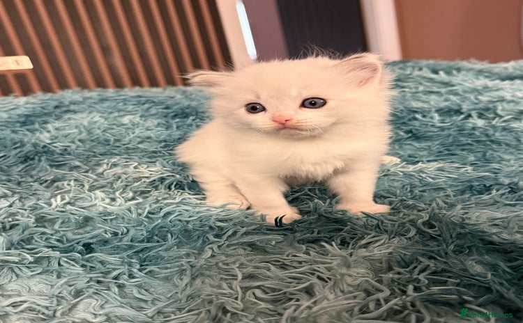 Ragdoll cats - Advert 2