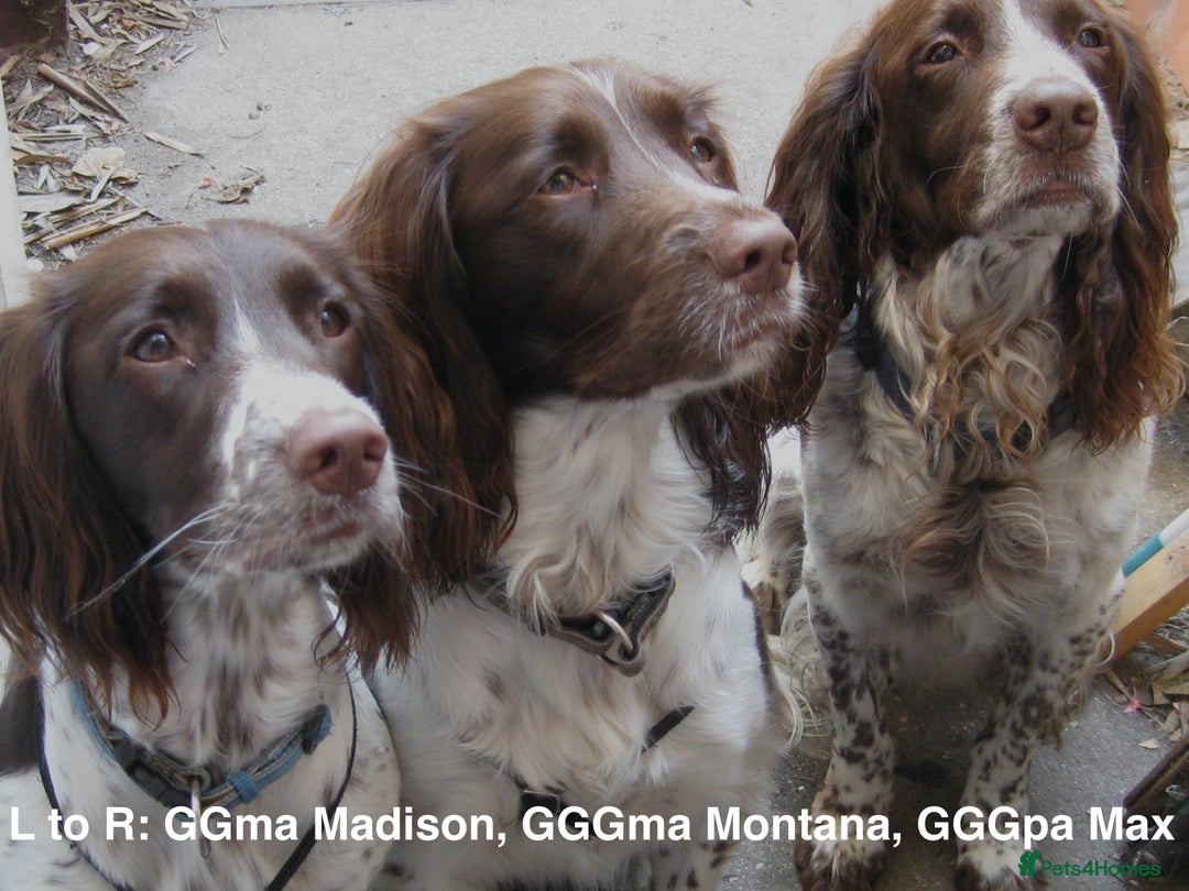 English Springer Spaniel dogs for sale: 5th Gen Springers: Purebred, 7th litter, 36 total - Image 15