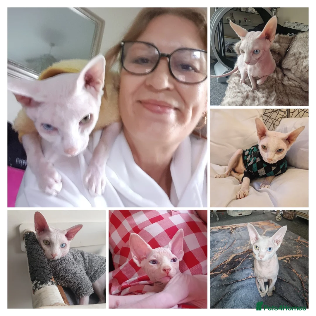 Gallery Image {{count}}