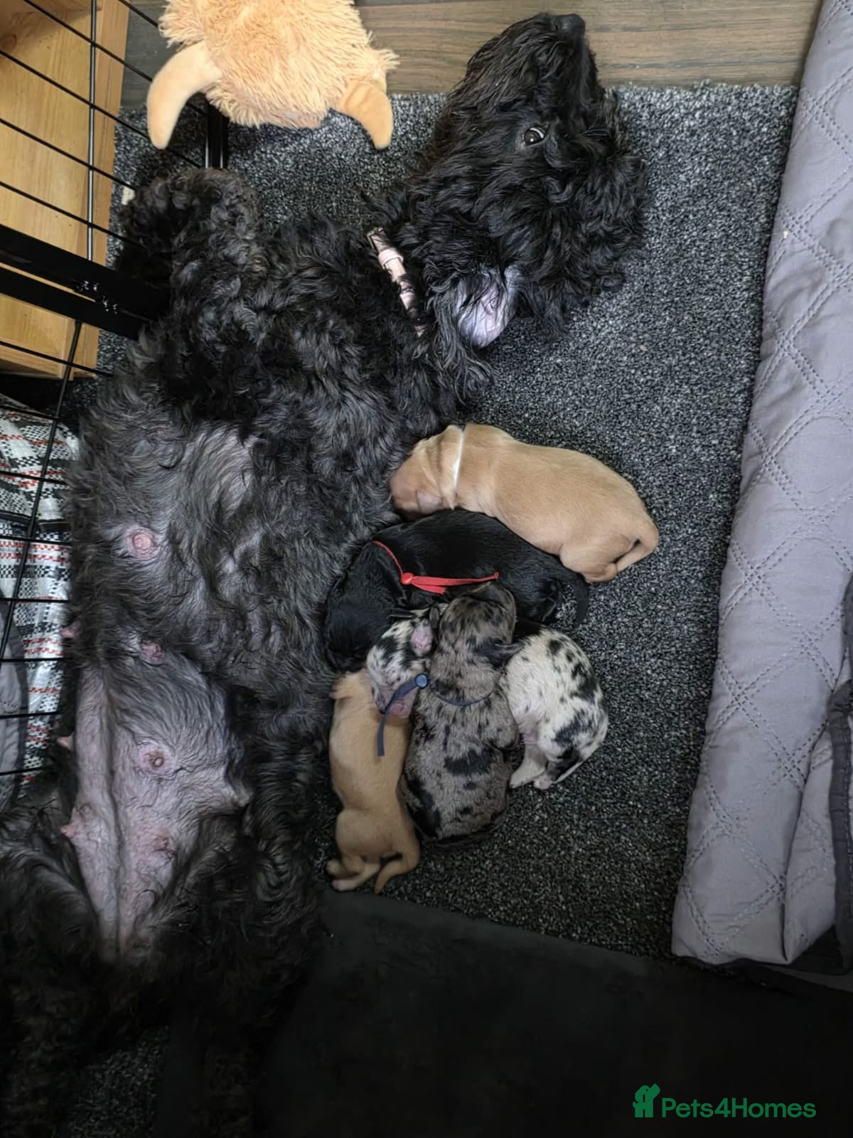 Cockapoo dogs for sale: Vet Health checked Cockapoo Puppies - Advert 10