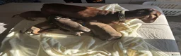 Miniature Dachshund dogs for sale: blue & tan miniature dachshund male puppy - Advert 2