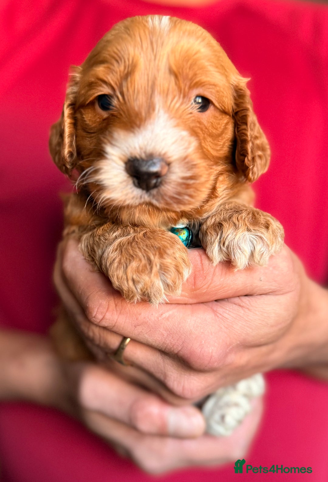 Cockapoo dogs for sale: Charming Mini Toy Cockerpoo puppies Boys 💙 - Advert 3