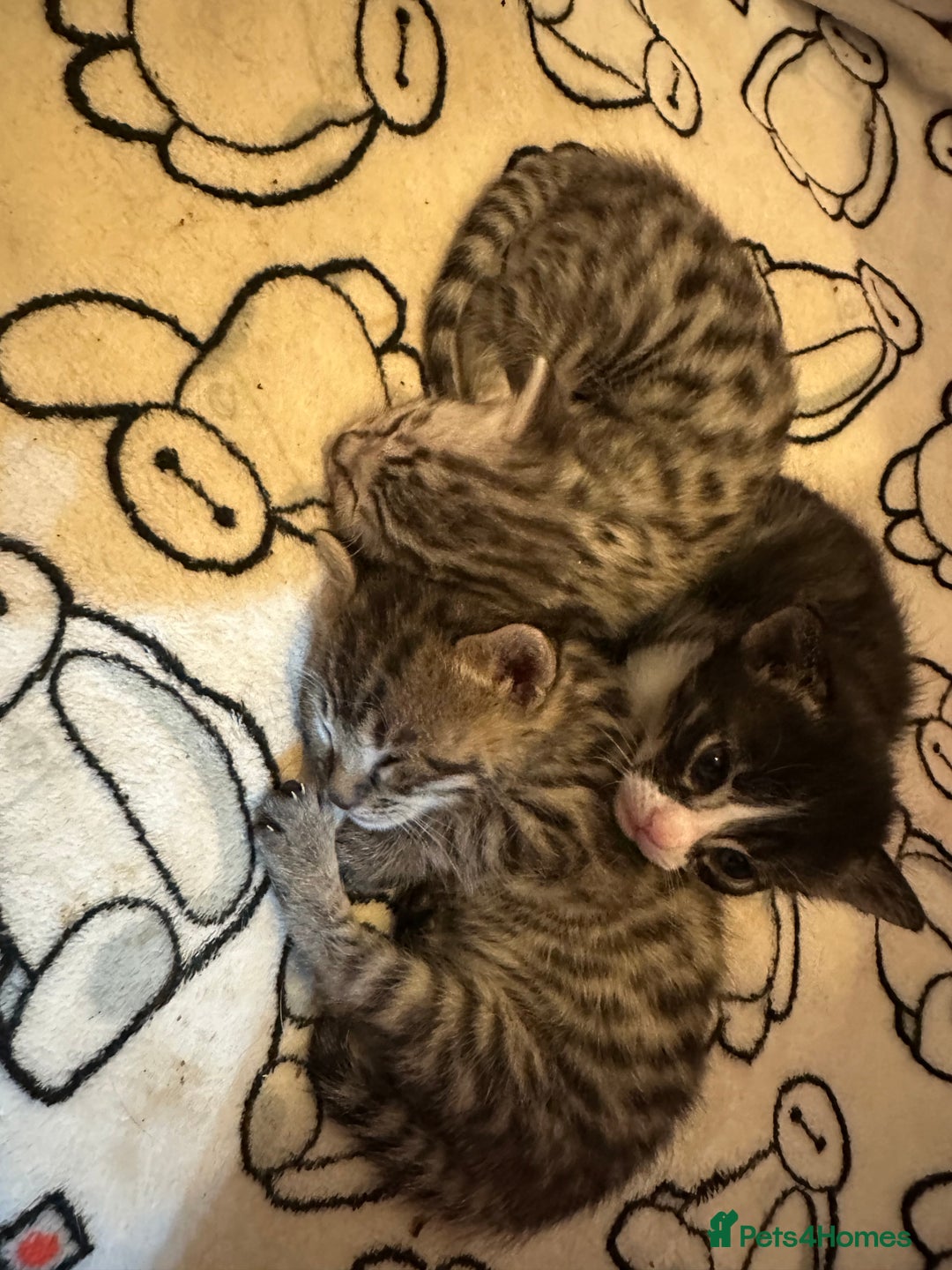Bengal cats for sale: Beautiful Bengal kittens  - Image 4