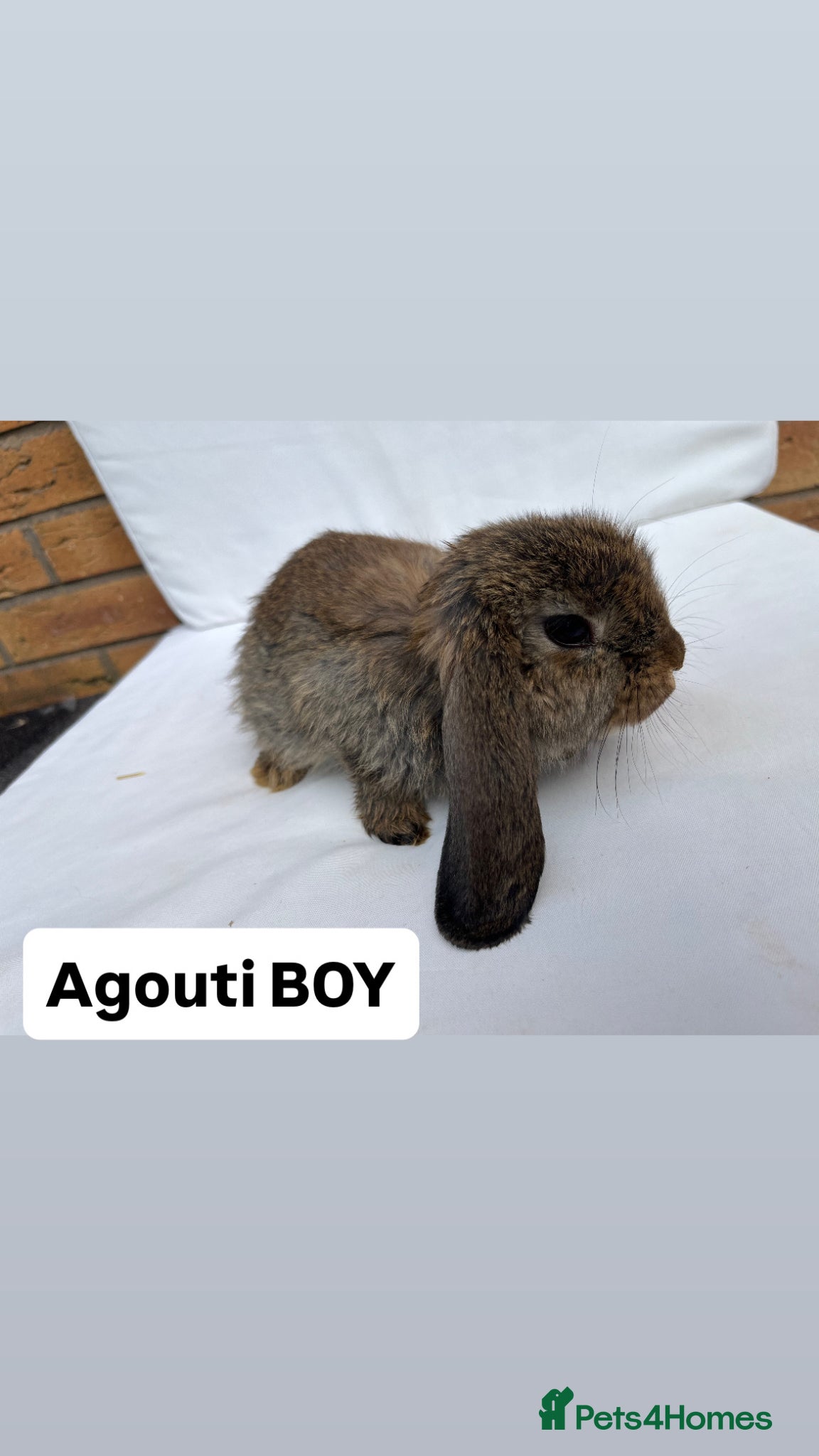 French Lop rabbits for sale: 🐰 Full breed French Lops Ready to Leave 🐰 - Advert 5