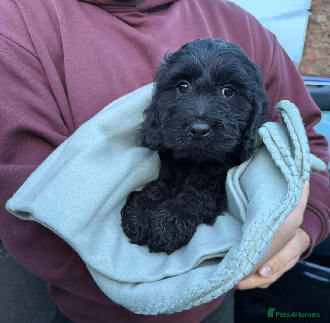 Cockapoo dogs for sale: Cockatoo Puppy - Advert 1