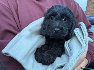 Cockapoo dogs Cockatoo Puppy - Advert 2