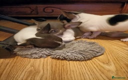 Chihuahua dogs for sale: KC Chihuahua puppies  - Image 3