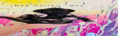 Red Collar - Boy