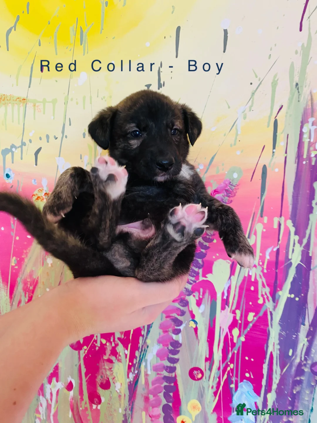 Lurcher dogs for sale: 6 Stunning Lurcher Pups Available 23rd March - Advert 16