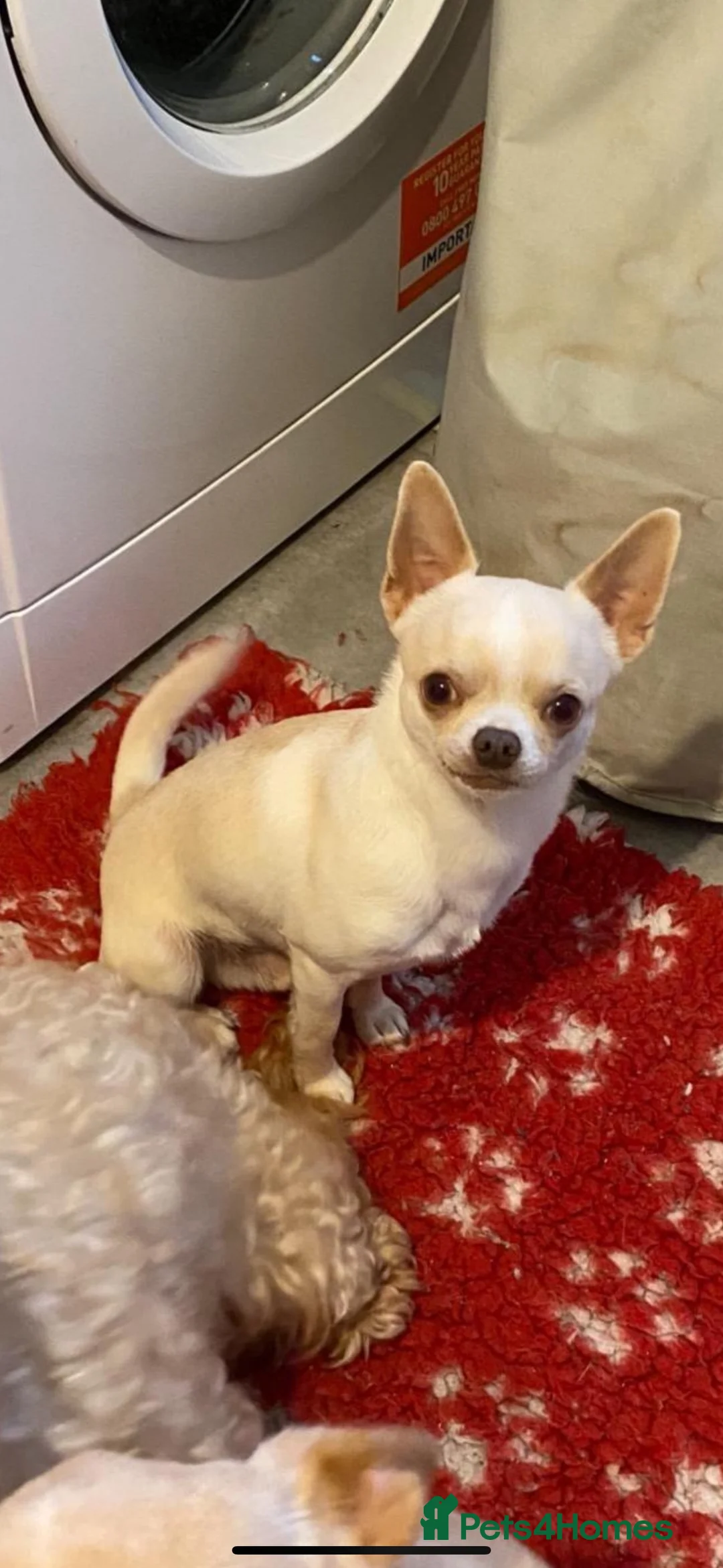 Chihuahua dogs for stud: kc stunning small boys stud only in Mansfield - Advert 11