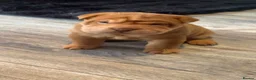 Shar Pei dogs for sale: 7 WEEKS Beautiful KC Registered Shar Pei Puppies - Advert 23