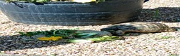 Hermann Tortoise reptiles for sale: 10 yrs old male Hermanns tortoise in Beccles - Advert 2
