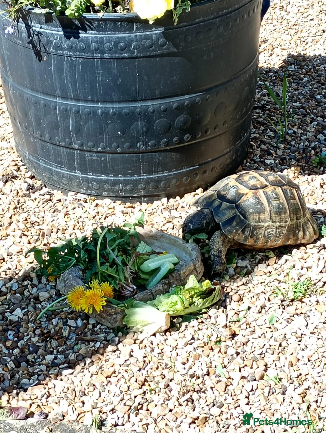 Hermann Tortoise reptiles for sale: 10 yrs old male Hermanns tortoise in Beccles - Advert 2