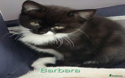 Maine Coon cats for sale: Maine Coon Cross  - Image 4