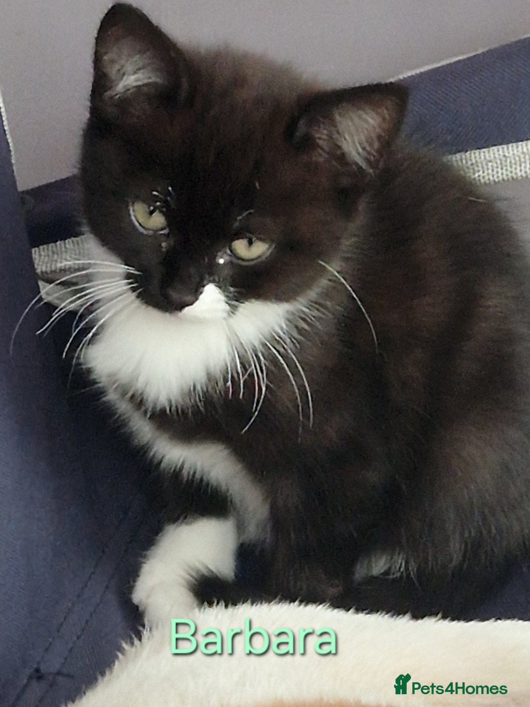 Maine Coon cats for sale: Maine Coon Cross  - Image 4