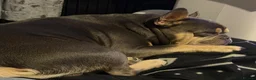 French Bulldog dogs for stud: French bulldog for stud - Advert 3