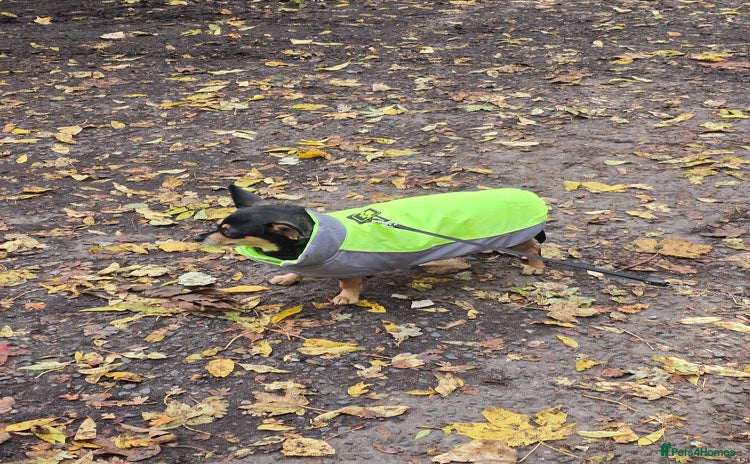 Chihuahua dogs - Advert 11