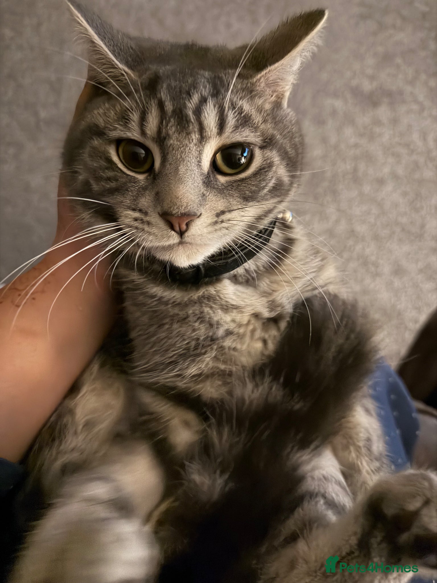 Domestic Shorthair cats 2 male kittens 8 months old  - Advert 1